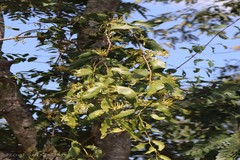 Dendrophthoe falcata